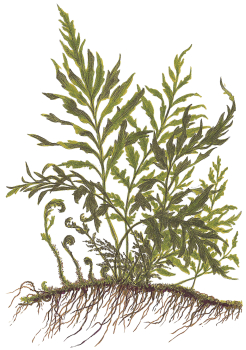 Bolbitis heudelotii - Mutterpflanze