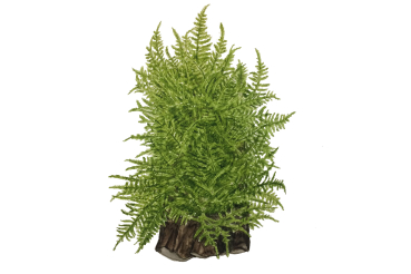 1-2-GROW Taxiphyllum alternans "Taiwan"