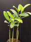 Preview: Samen der Roten Mangrove  / Rhizophora mangle