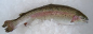 Preview: Offerte Regenbogenforellen lebend geliefert min. 330 Kg.