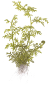 Preview: Ceratopteris thalictroides