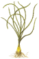 Preview: Crinum calamistratum