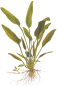 Preview: Cryptocoryne x willisii