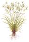 Preview: Cyperus helferi