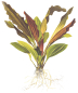 Preview: Echinodorus "Rosé"
