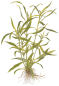 Preview: Hygrophila costata