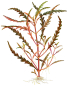 Preview: Hygrophila pinnatifida