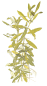 Preview: Hygrophila polysperma