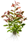Preview: Hygrophila polysperma "Rosanervig"