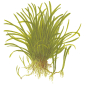 Preview: Lilaeopsis brasiliensis