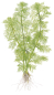 Preview: Limnophila aquatica