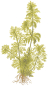 Preview: Limnophila sessiliflora