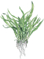 Preview: Microsorum pteropus "Narrow"