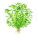 Preview: Myriophyllum mattogrossense