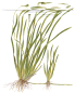 Preview: Vallisneria spiralis "Tiger"