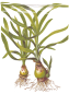 Preview: Crinum thaianum