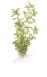 Preview: 1-2-GROW Rotala rotundifolia "Green"