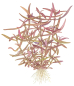 Preview: 1-2-GROW Hygrophila lancea "Araguaia"
