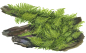 Preview: Vesicularia montagnei "Christmas" auf Holz