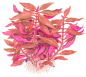 Preview: Alternanthera reineckii "Rosanervig"