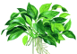 Preview: Anubias bartri "petite"