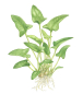 Preview: Anubias gracilis