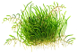 Preview: 1-2-GROW Utricularia graminifolia