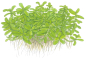 Preview: Bacopa monnieri "Compact"