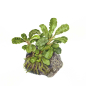 Preview: Bucephalandra pygmaea "Bukit Kelam"