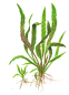 Preview: Cryptocoryne albida "Brown"