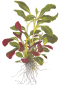 Preview: Lobelia cardinalis