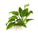 Preview: Anubias barteri var. nana