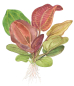 Preview: Echinodorus "Reni"