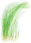 Preview: Eleocharis montevidensis