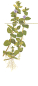 Preview: Bacopa caroliniana im Bund