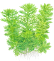 Preview: Hottonia palustris