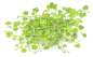 Preview: Hydrocotyle tripartita