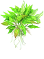 Preview: Hygrophila corymbosa 'Compact'