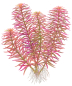 Preview: Limnophila hippuridoides