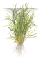 Preview: 1-2-GROW Blyxa japonica