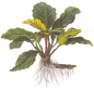 Preview: Anubias barteri "coffeefolia"