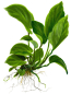 Preview: Anubias barteri var. caladiifolia