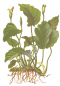 Preview: Anubias barteri var. barteri