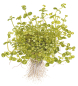 Preview: Bacopa australis