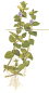 Preview: Bacopa caroliniana