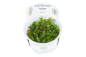 Preview: 1-2-GROW Bacopa Caroliniana