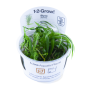 Preview: 1-2-GROW Blyxa japonica