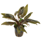 Preview: Cryptocoryne wendtii "Tropica"