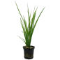 Preview: Cyperus helferi