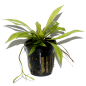 Preview: Helanthium bolivianum "Quadricostatus"